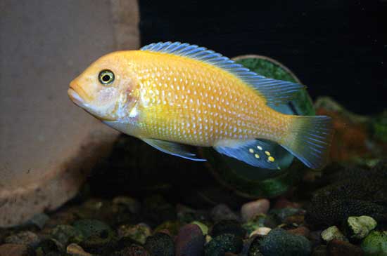 Metriaclima estherae