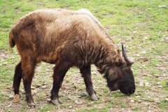 takin indický