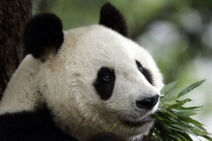 Panda velk&aacute;.