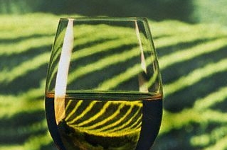 Mladá vína z loňského ročníku jsou aromatická a lehce pikantní. Mladá vína z loňského ročníku jsou aromatická a lehce pikantní.