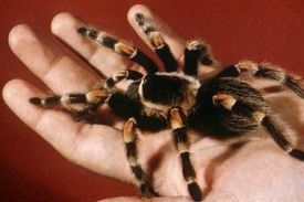 Sklípkanec je jedovatý, násilné chování ale způsobit nemůže