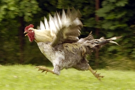 Ilustrační foto 