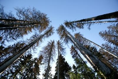 Sumava