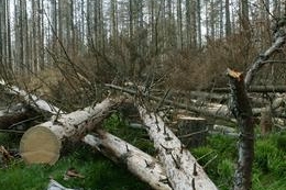 Šumava po polomu.