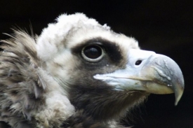Sup hnědý se možná i zásluhou liberecké zoo vrátí do Alp.