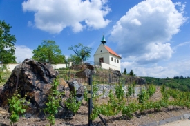 Vinice sv. Kláry. Vinice sv. Kláry.
