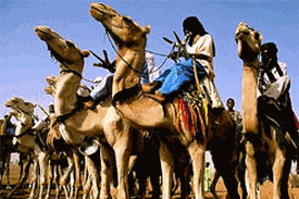 Tuarégská velbloudí jízda Tuarégská velbloudí jízda