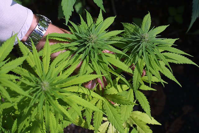 Marihuana je oblíbenou drogou hlavně u mladých lidí.