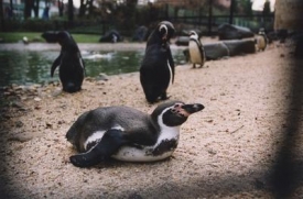 Tučň&aacute;k v zoo.
