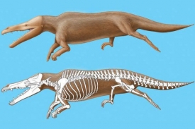 Samec 47,5 milionů let star&eacute;ho druhu Maiacetus inuus.