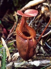 V Tambunan Rafflesia Reservation můžete spatřit největší květinu světa Rafflesii.