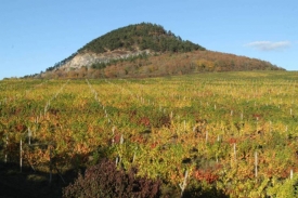 Vinice v Rudolicích. Vinice v Rudolicích.