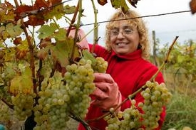 Loňská sklizeň na tratích Lobkowiczkého vinařství