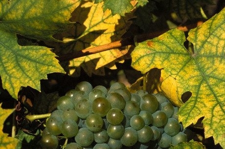 Přednosti letošní úrody? Nádherné aroma i jemná pikantní chuť. Přednosti letošní úrody? Nádherné aroma i jemná pikantní chuť.