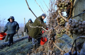 Pracovn&iacute;ci Česk&eacute;ho vinařstv&iacute; Chr&aacute;mce na Mostecku skl&iacute;zej&iacute; ledov&eacute; v&iacute;no.