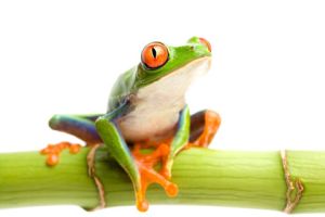 Investoři vidí Zumwinkela jako &quot;žábu na prameni&quot;.