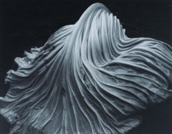 Edward Weston, Zelný list, 1931