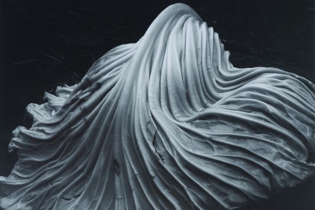 Edward Weston, Zelný list (1931)