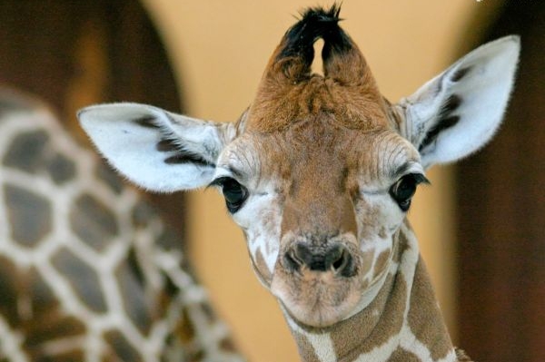 Iskander z berlínské zoo.